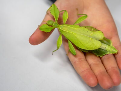 Biologie Wandelndes Blatt