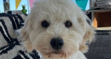 Lucy unser Schulhund