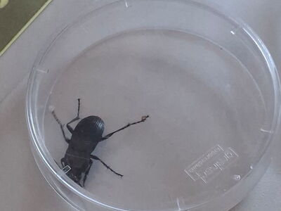 Ein großer schwarzer Käfer